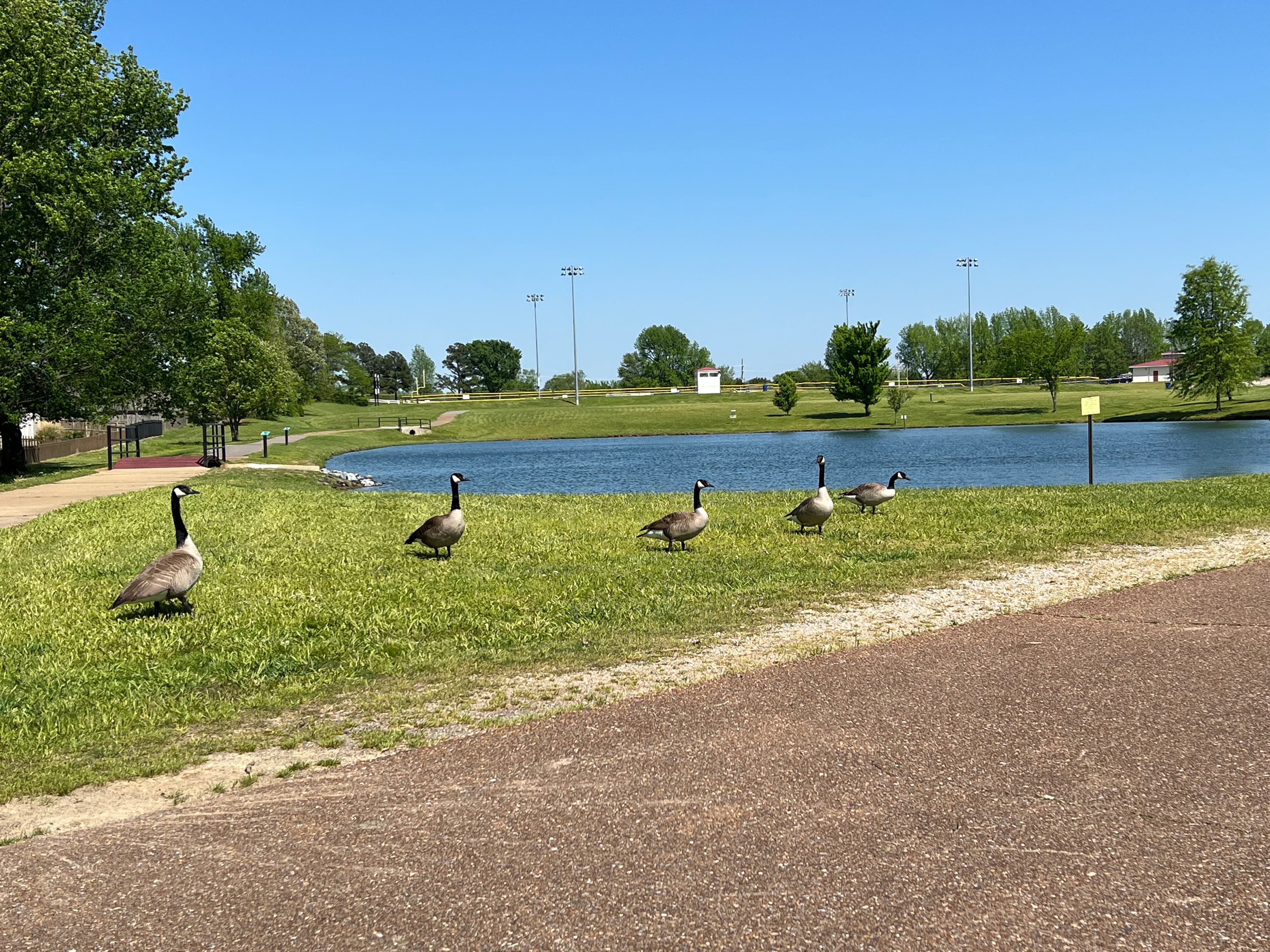 Canada geese beside the lake at Latimer Lakes Park in Horn Lake